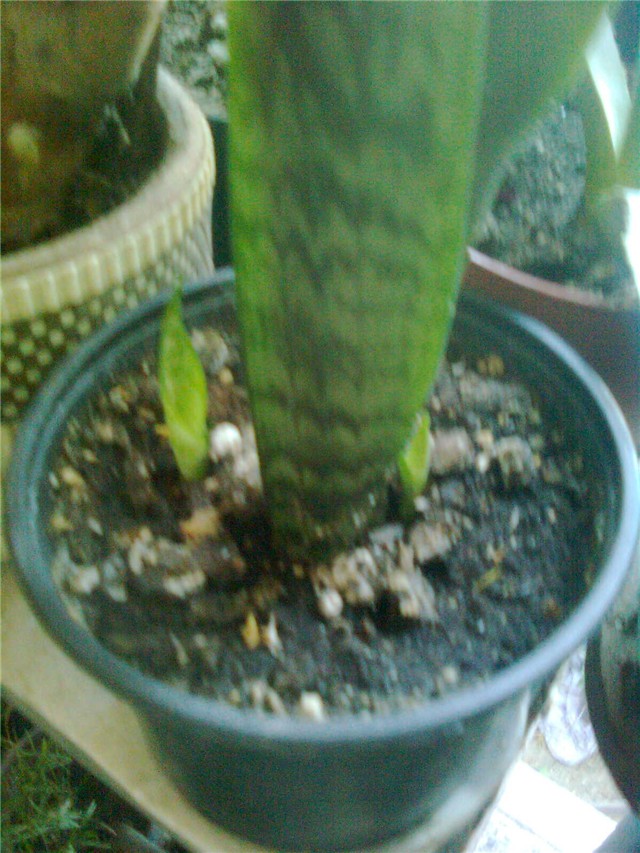 male sansenverie